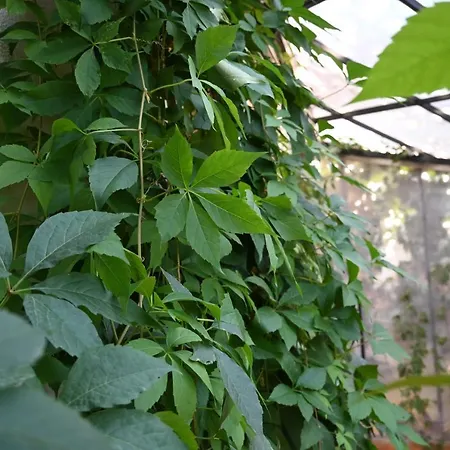 בית הארחה Magicland