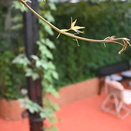 Magicland בית הארחה